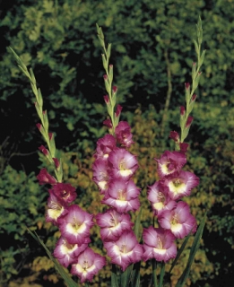 images/productimages/small/V302 6162 Gladiolus Windsong.jpg